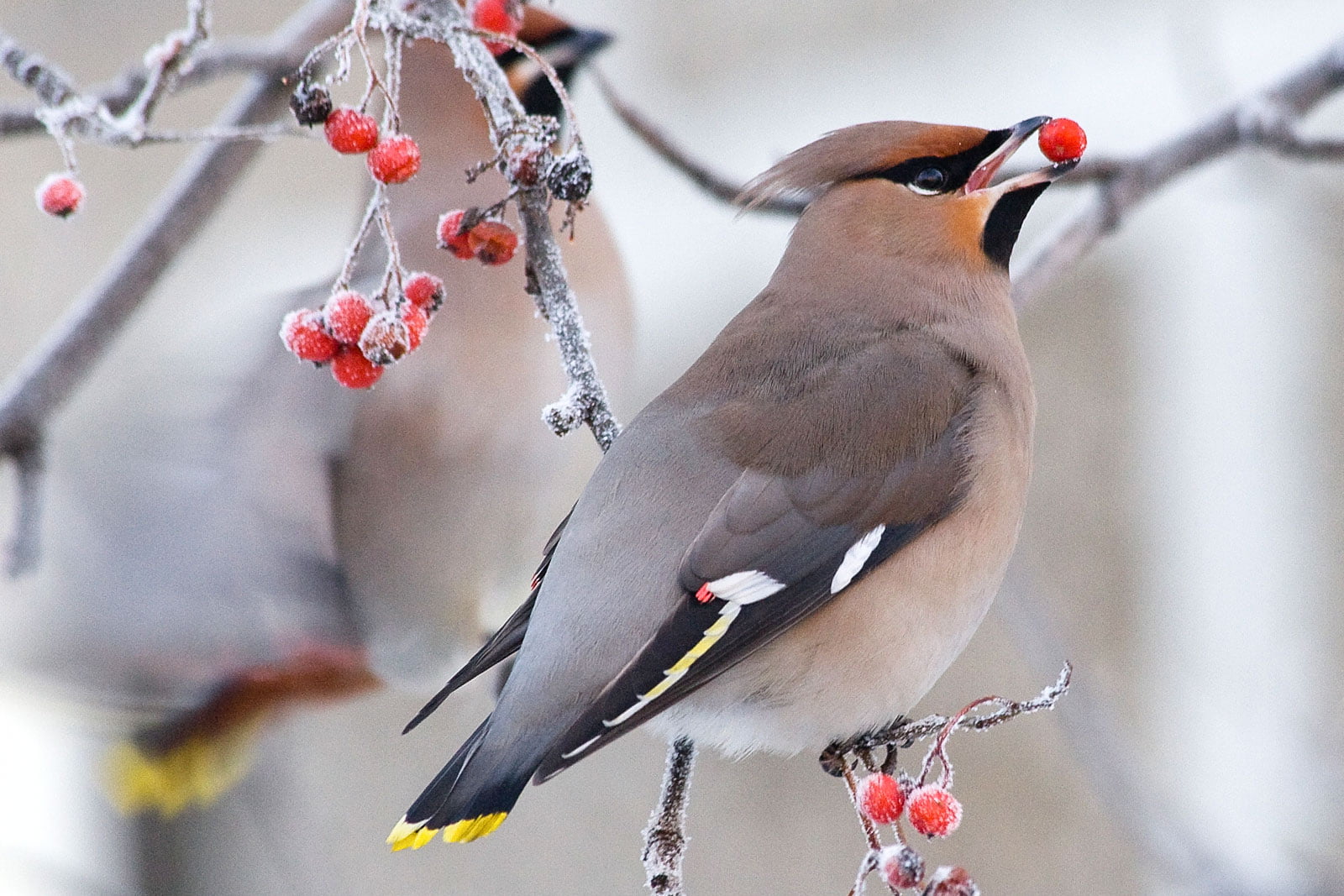 Waxwing small bird picking a rowan berry from a tree in snowy winter